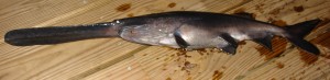 paddlefish